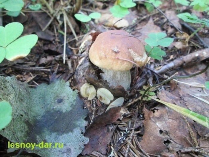 ������ ����� ����: ��� ������� ����������� ������