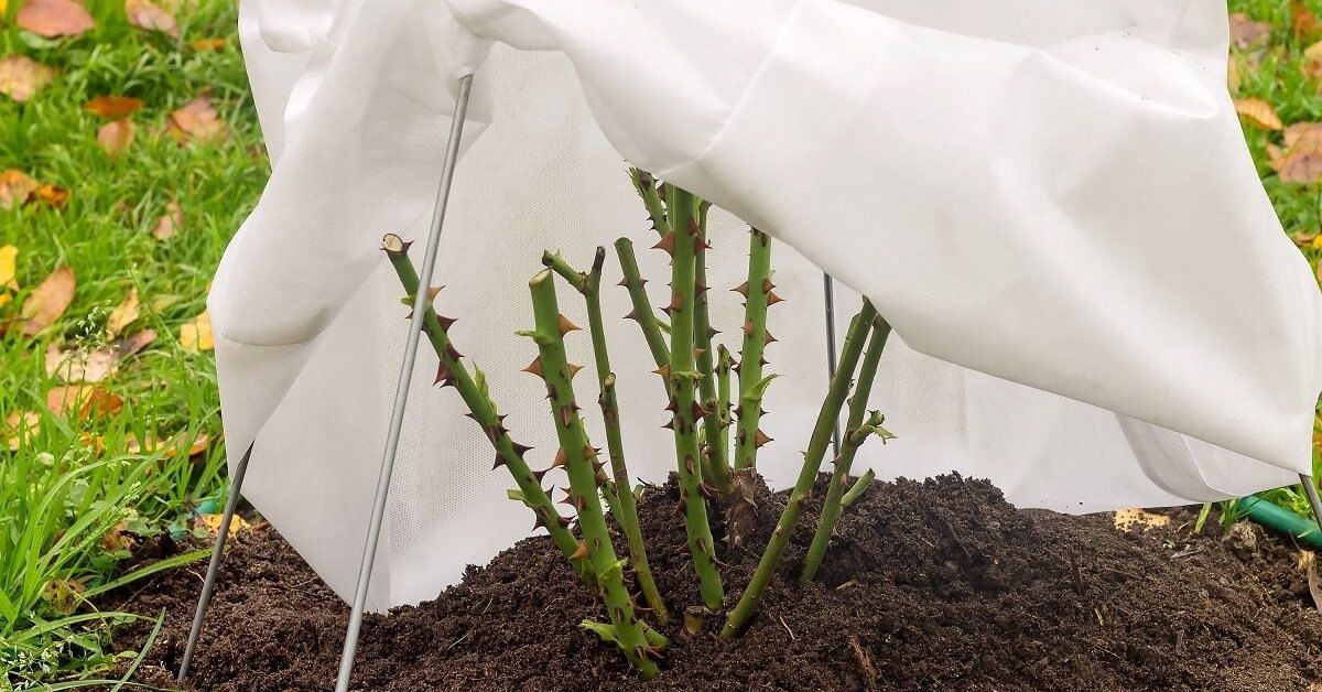 ����������� ������� ������ �������� �� ������� ����������