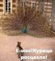 Как курица стала символом удачи: тренды 2025 года