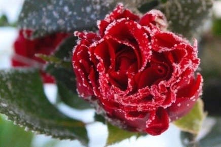 Как правильно открыть розы после зимы: советы по уходу