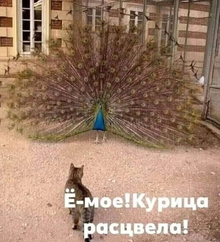 ��� ������ ����� �������� �����: ������ 2025 ����