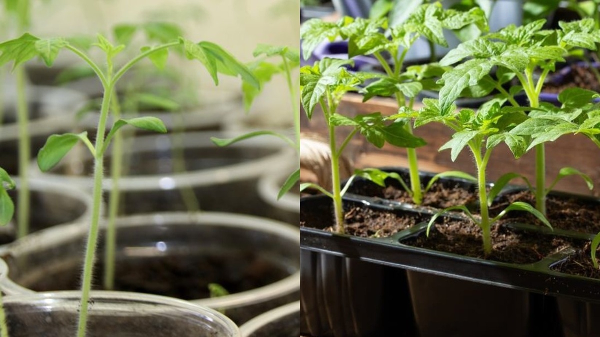 Как создать здоровую рассаду томатов без химии: 3 секрета успешного роста