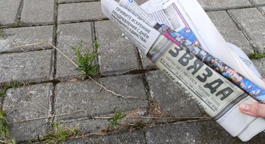 Эффективные стратегии борьбы с сорняками: от механических до народных решений