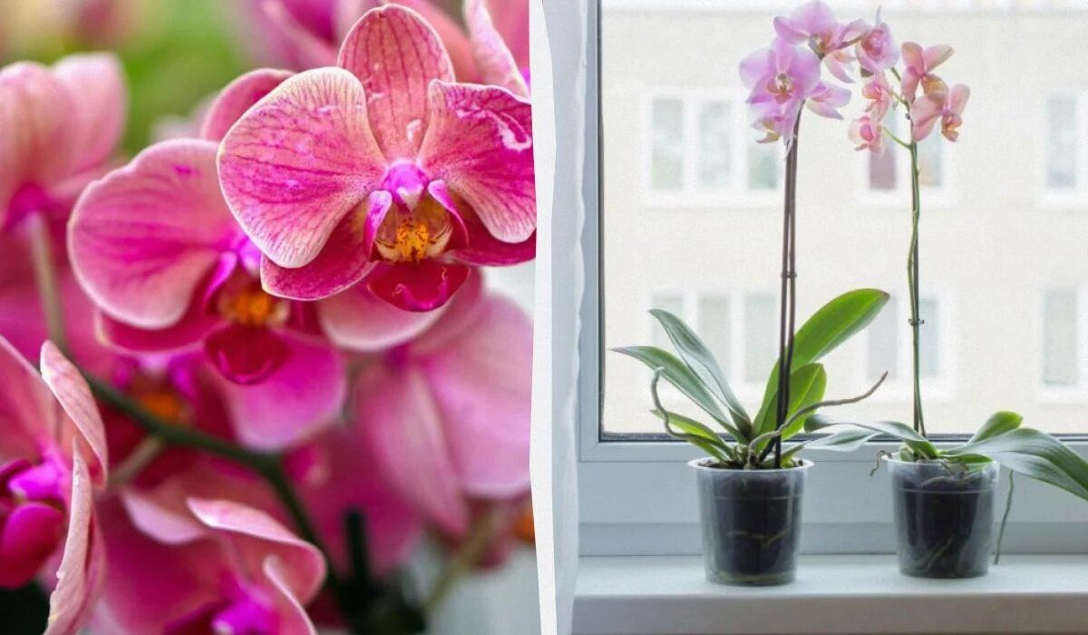 ��� ��������� ������� ������: ������������ ������