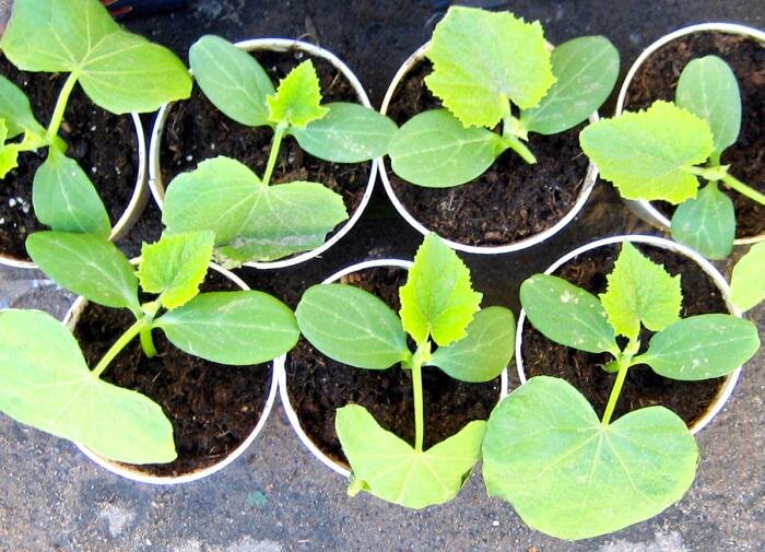 Дыня и картошка: как сосуществование культур приносит пользу