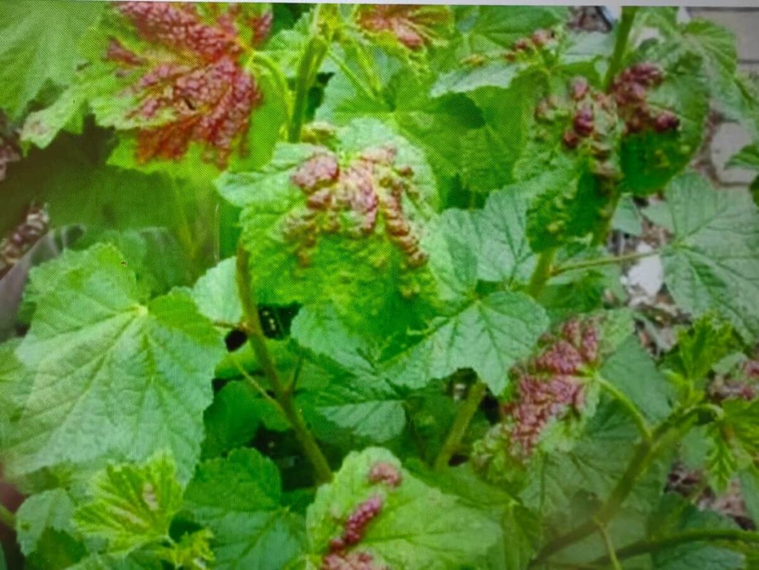 ��� ������ ��������� �� �������� ���: ������ ��� ���������