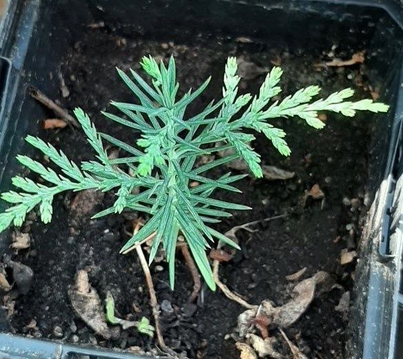 ��� ��������� ��� �� �����: ������ � ��������