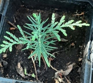 Как вырастить тую из семян: просто и экономно