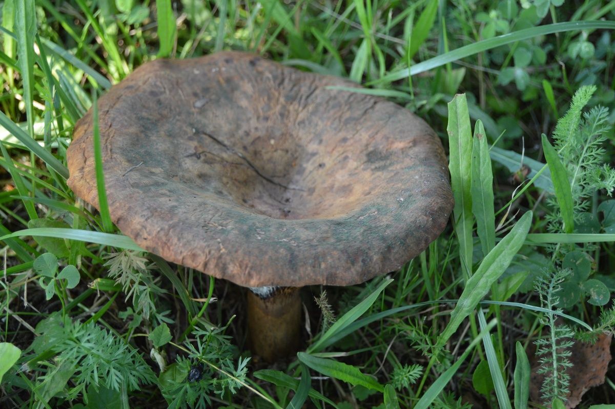 ������� ��������: ����� �� ���������?