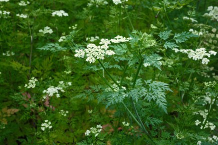 �������: ���������� ��������� �������� ������ ������