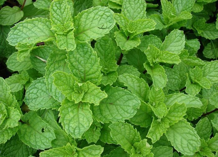 ������� ������� ���������� ��� ������ ����