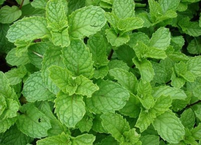 ������� ������� ���������� ��� ������ ����