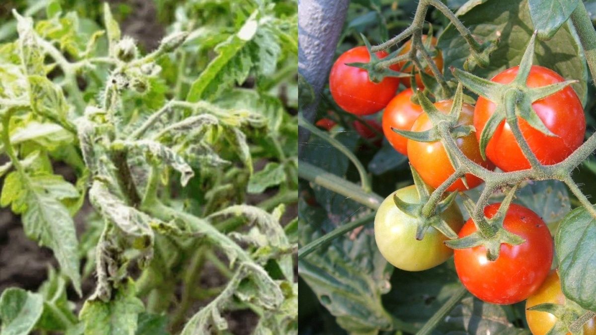 ������� ����������� ������������� ��������� ���� � �������: ���������������� ������ � �������� ������