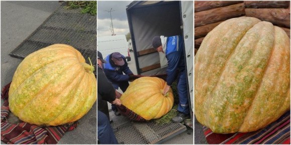 Гигантская тыква весом 230 килограмм восхитила брестчан