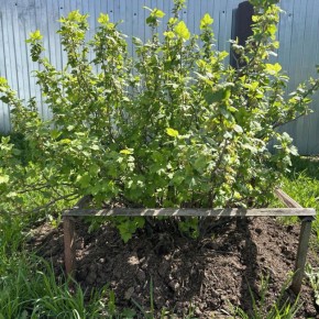 Как земля из-под смородины помогает другим растениям расти и укрепляться