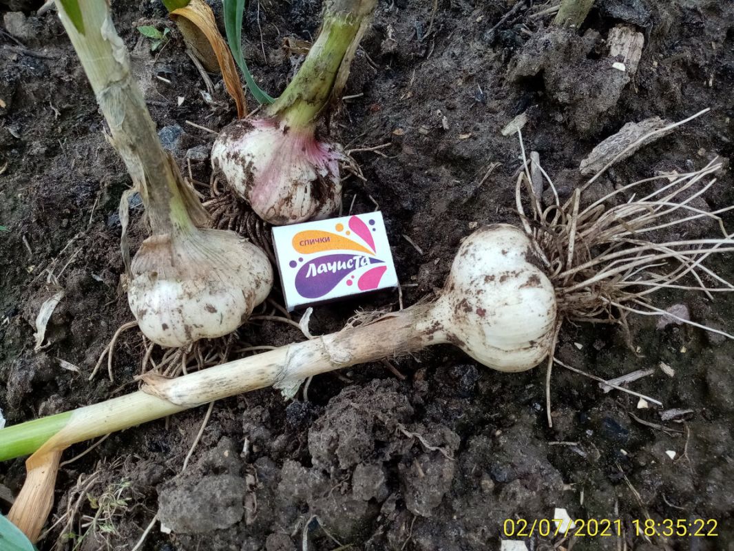 ������� ��������� ������ ��� ������ ������