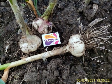 ������� ��������� ������ ��� ������ ������