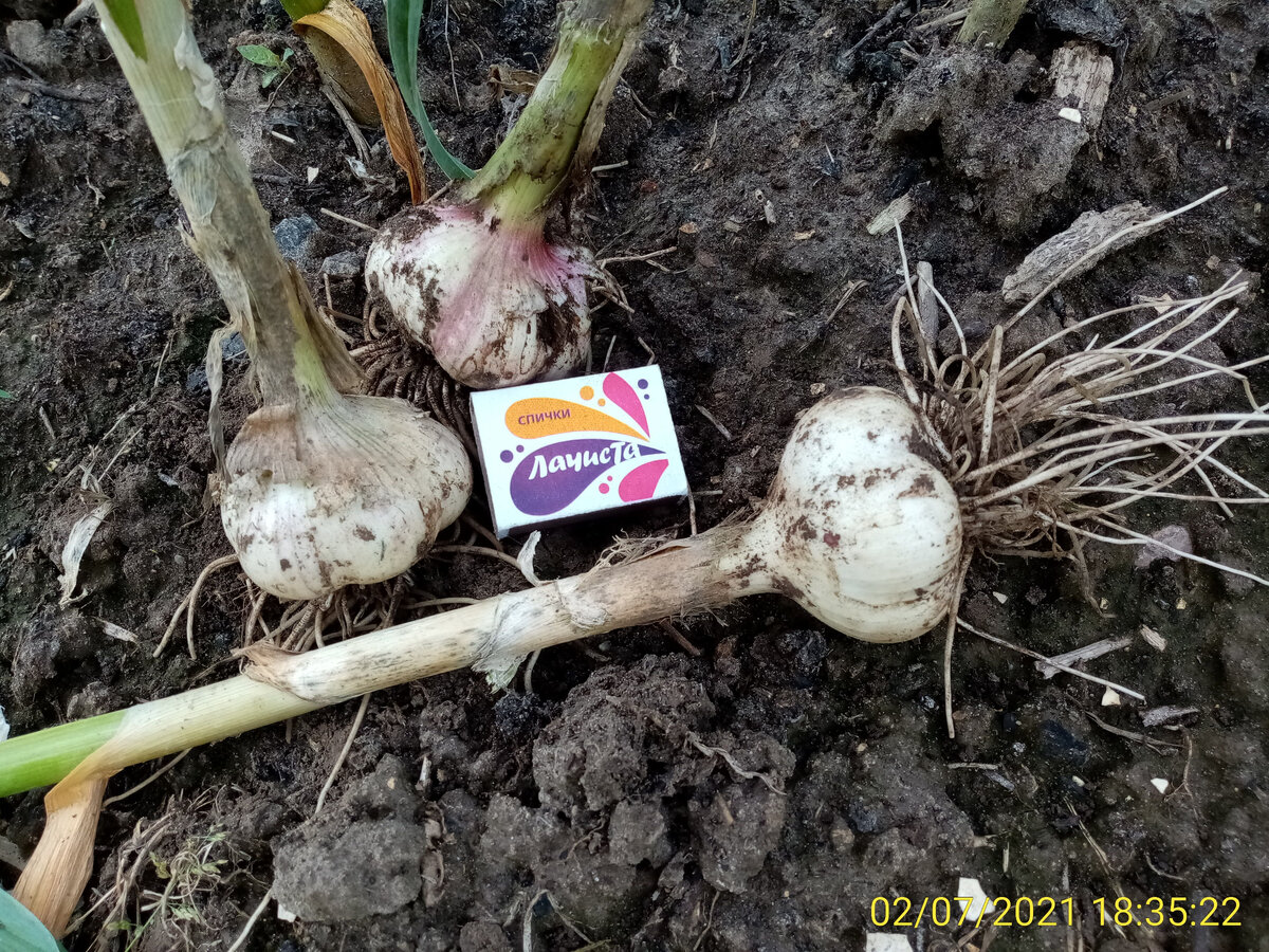 Готовим идеальную грядку под озимый чеснок