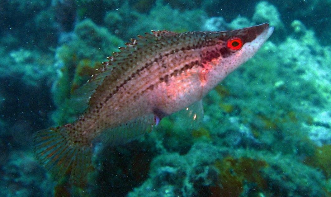 ������� �����: ������������� ��� ��������� �����