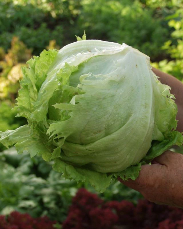 ��� ��������� ������� �������� �����?