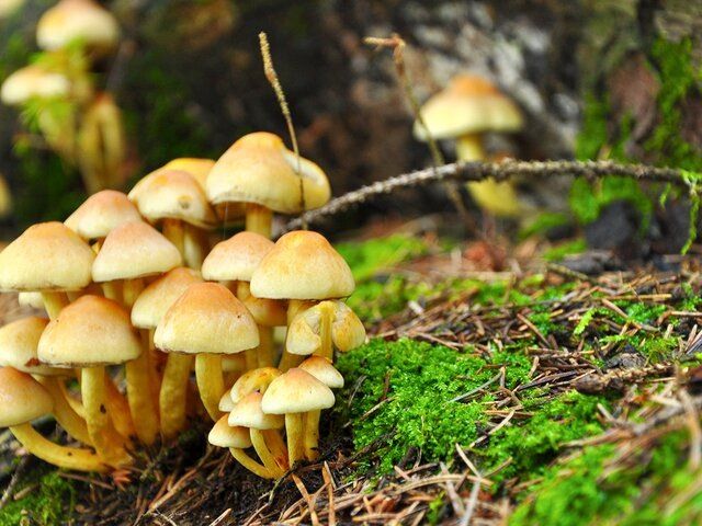 ���� ������ ���� � ����������� ������������: ������ ��������� � ������������