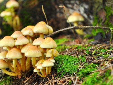 Сбор зимних опят в Подмосковье продолжается: биолог рассказал о перспективах