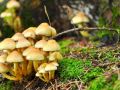 Сбор зимних опят в Подмосковье продолжается: биолог рассказал о перспективах