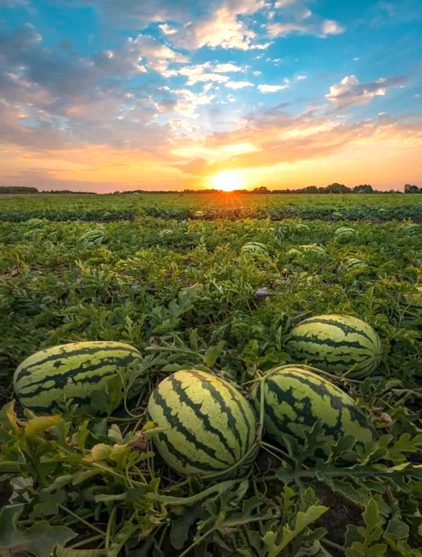 Арбуз: Сочный Символ Лета
