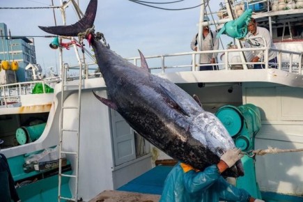 Токийский аукцион: голубой тунец ушел за исторические 3,2 миллиона долларов