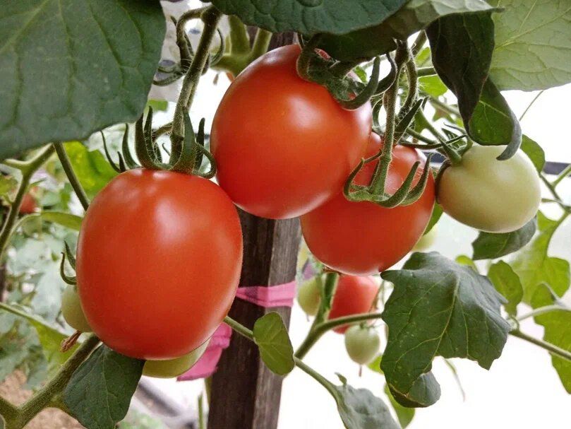 ����� �� ������� ��� ������������ ������������ ����������?