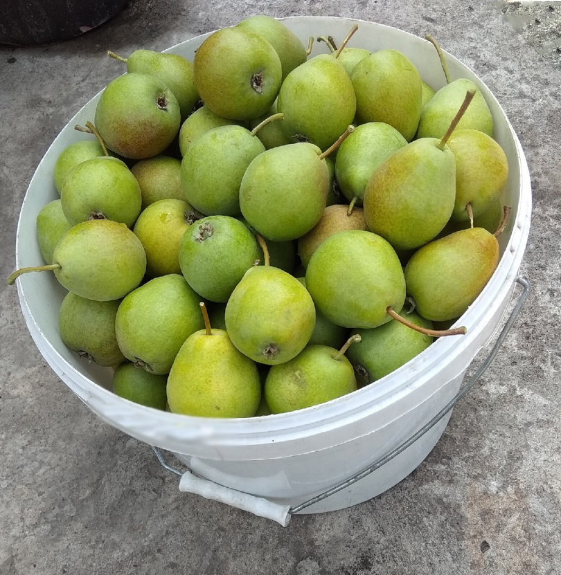 Заготовки на зиму: пиццы и пироги в морозилке