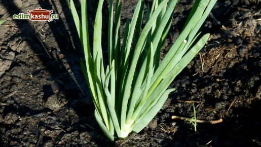 Необходимые советы для заготовки зеленого лука на зиму