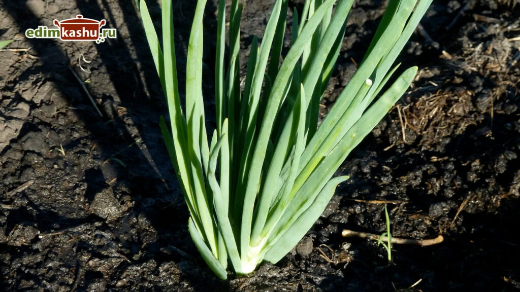 Необходимые советы для заготовки зеленого лука на зиму
