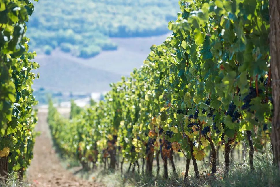 ����� ����������� ����: �� ��������� �� �������������