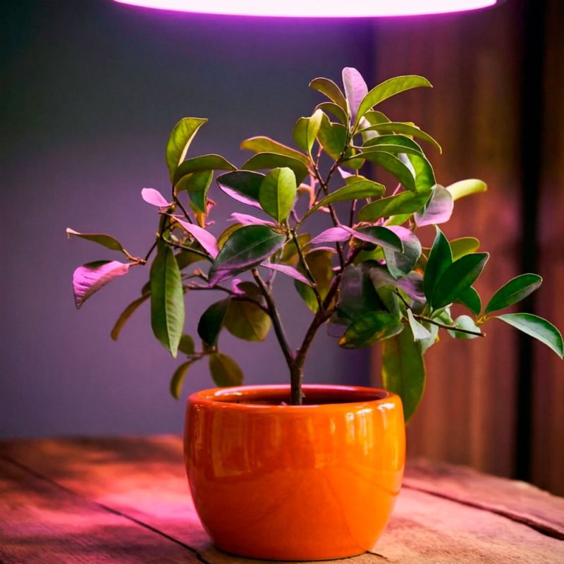 ������� ����� �� ����������� � �������: ��� ����������� �������� � �����