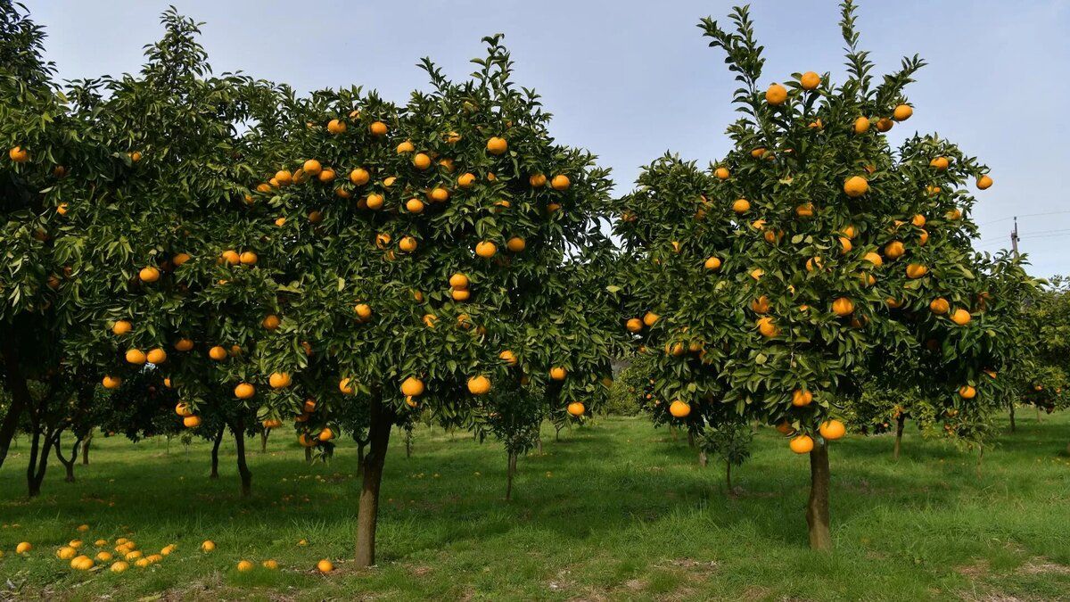 ���������� �������: ����������� ������� � ����������� ��������