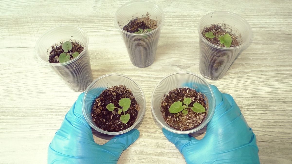 ��������� ������� ������: ����������� ����� ��� �������� ��������