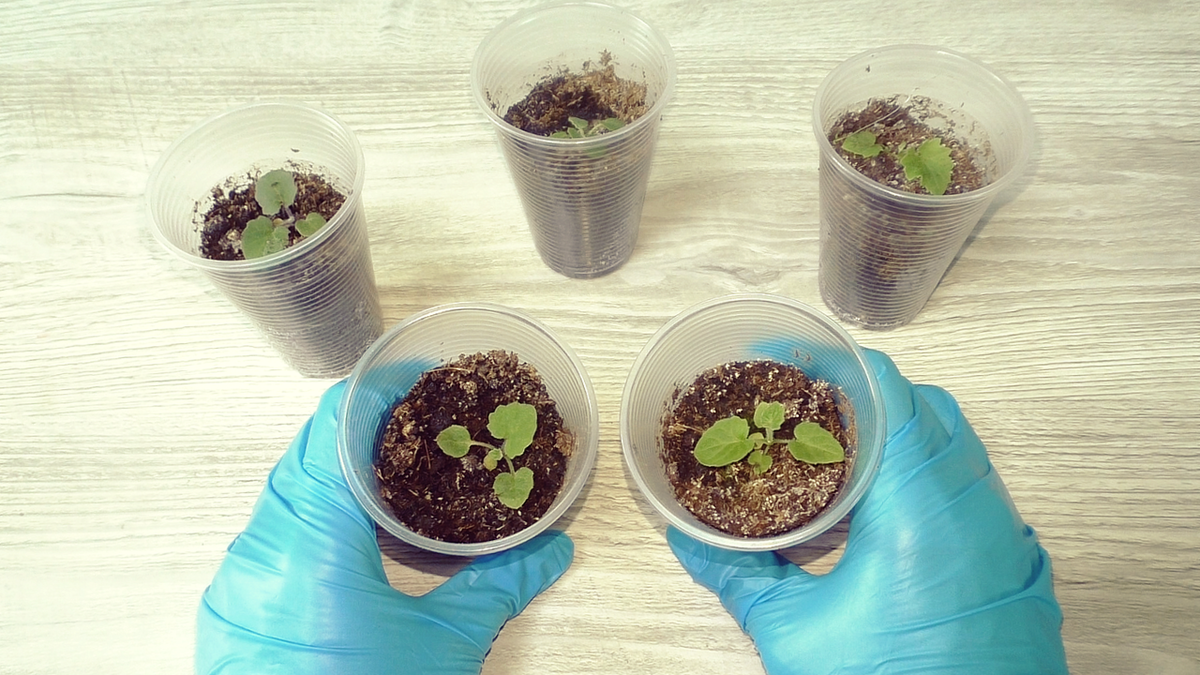 Подкормка рассады цветов: проверенный метод для здоровых растений