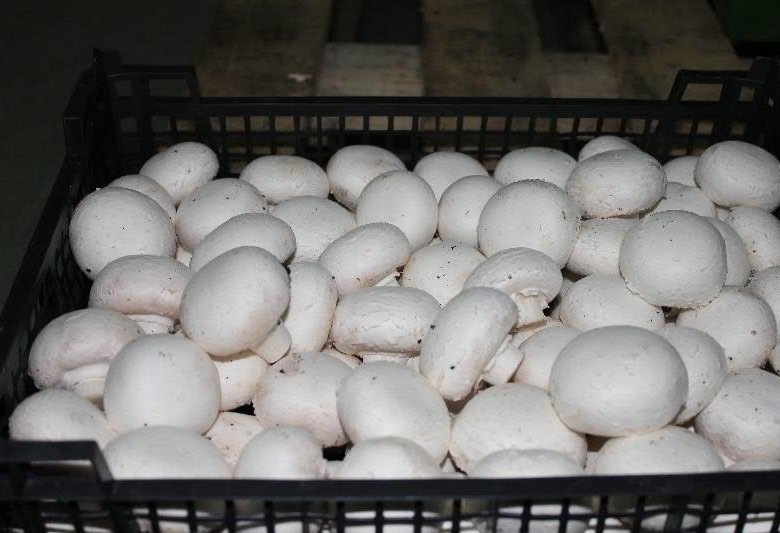 Шампиньоны: полезные свойства и возможный вред для здоровья