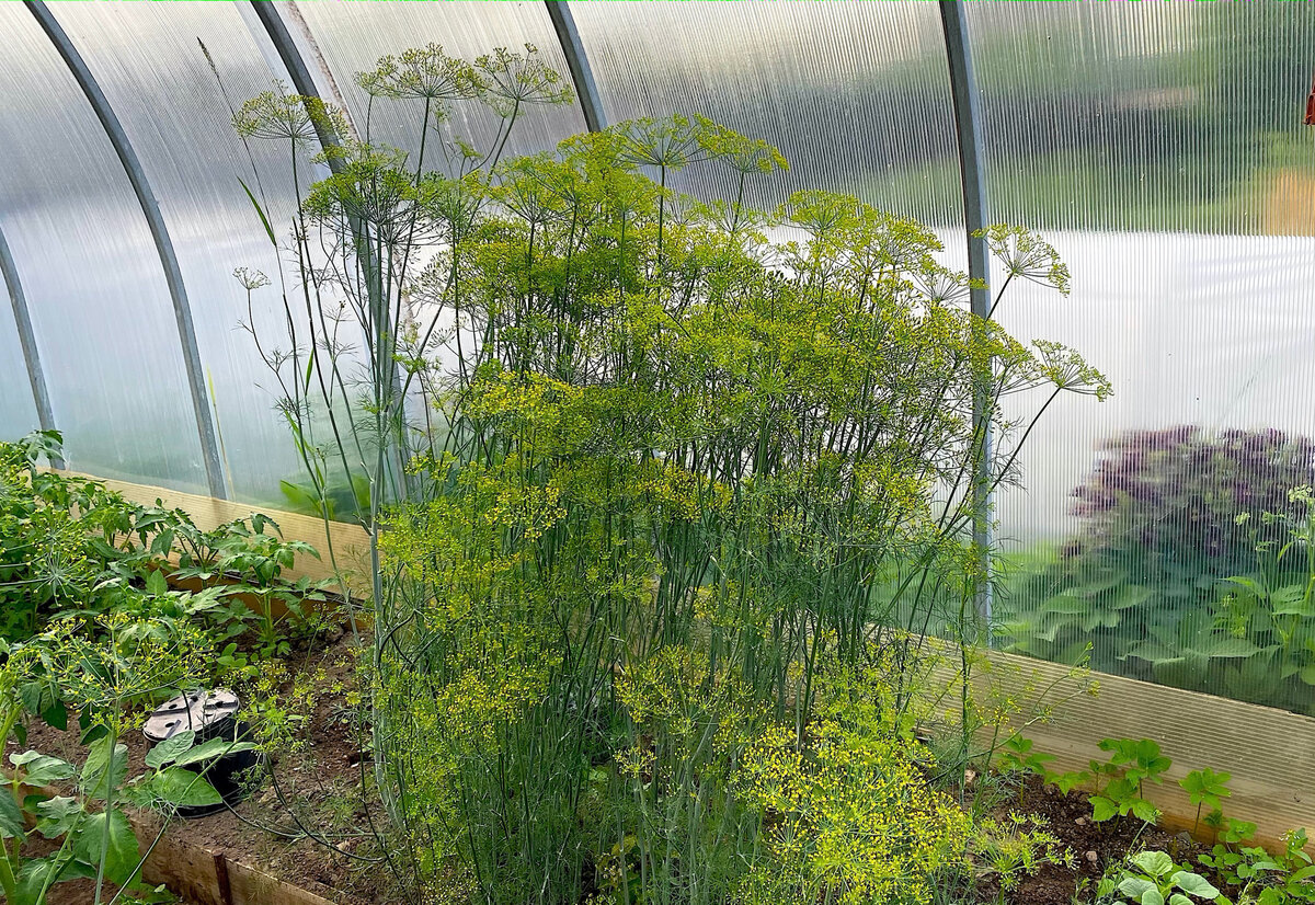 Как сохранить зонтики укропа свежими: секреты успешных заготовок