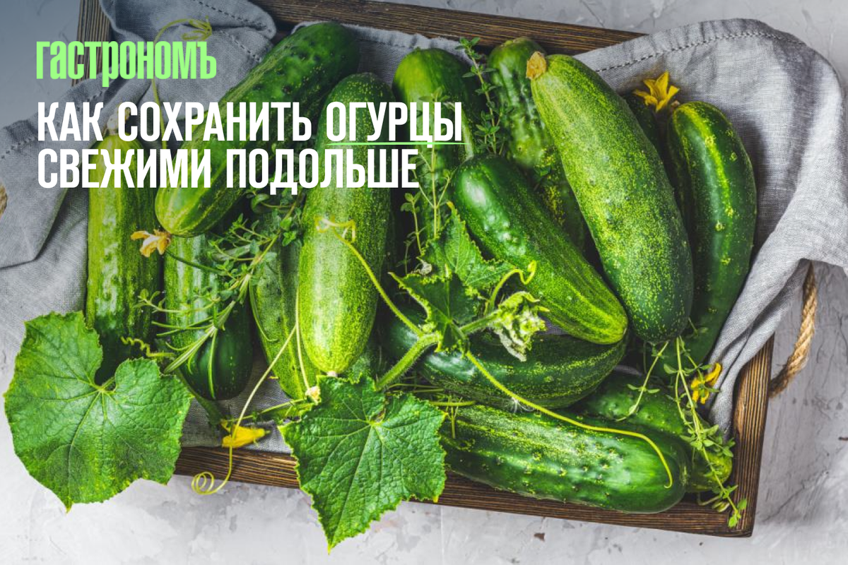 Прощаясь с летом: как сохранить огурцы свежими
