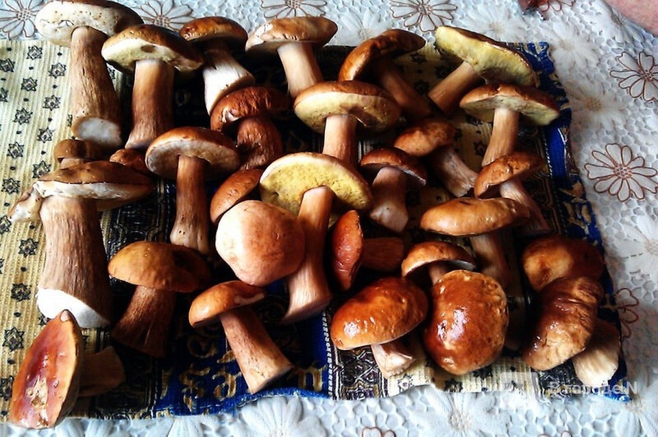 Зимние находки: Нижегородцы продолжают охоту за грибами