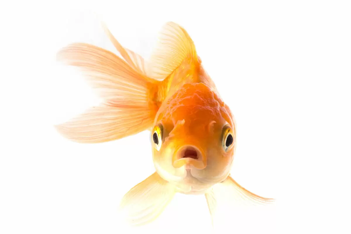 Почему стоит снова попробовать мойву: простые и вкусные рецепты