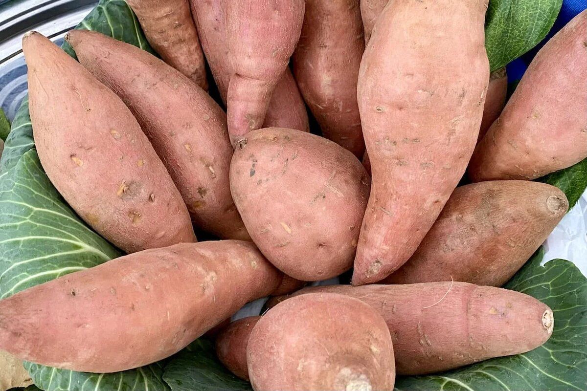 ������ ����� �����������, ������� ������� �������� ������