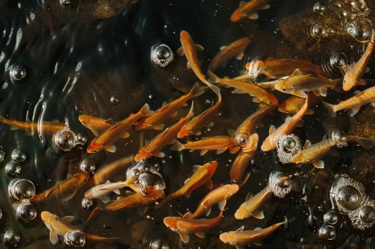 � ���� ��� ����� �������� ������ �������: ��� � �������������� ���������