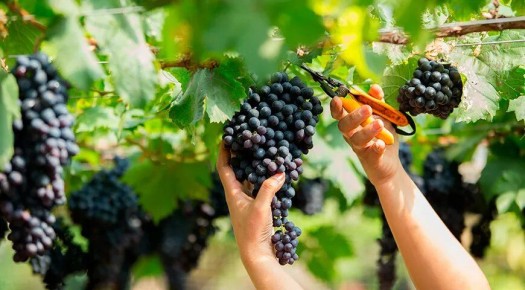 Как создать уникальное вино в домашних условиях: секреты и советы