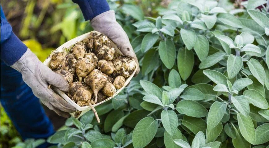 ����������: ������� �������� �������������