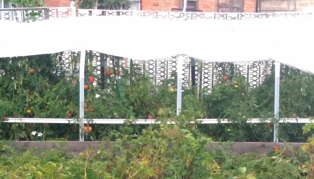 ������ ������ ����������� ���������, ������� ������������ ������ �����