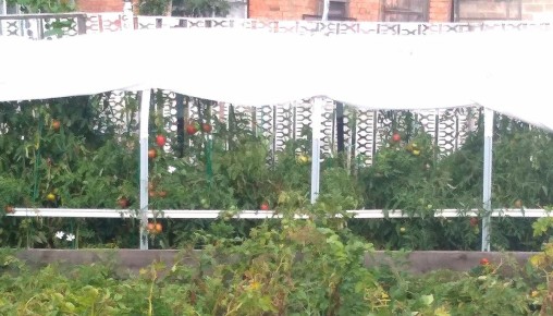 Легкий способ маринования помидоров, который предотвратит взрывы банок