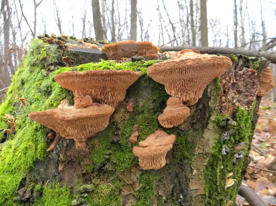 Гриб-дружественный враг: как дубовая губка угрожает древесине